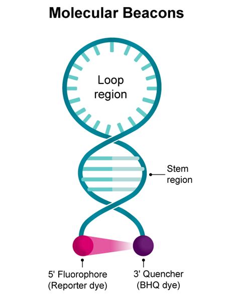 Molecular Beacon Probes : Get Quote, RFQ, Price or Buy