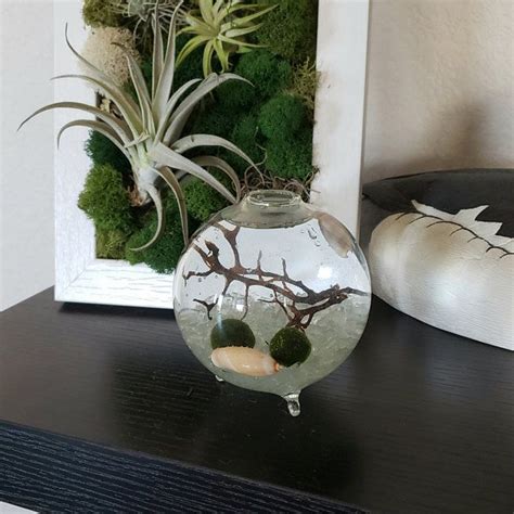 Free Shipping Tiny Cork Glass Jar Marimo Moss Ball Terrarium Etsy