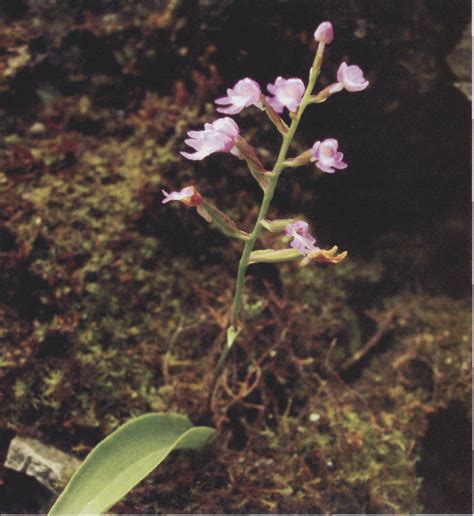 无柱兰 秦巴野生植物 图片