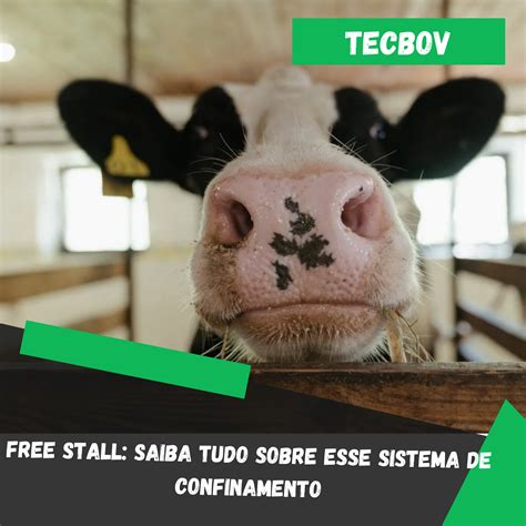 Free Stall Saiba Tudo Sobre Esse Sistema De Confinamento Tecbov