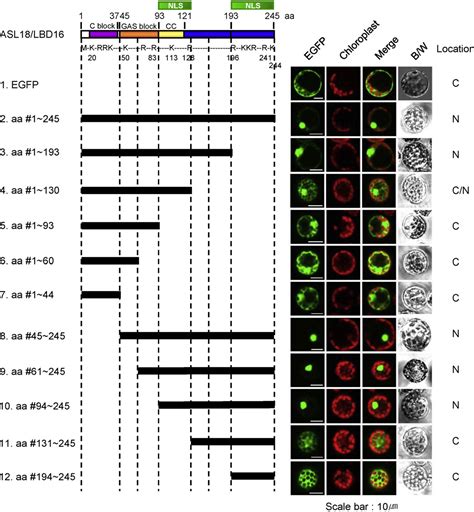 Figure 1 From Identification Of Nuclear Localization Signal In