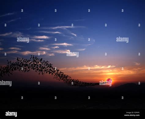 Bats flying again full moon Stock Photo - Alamy