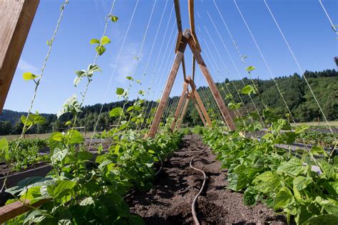 Verdant Hills Farm