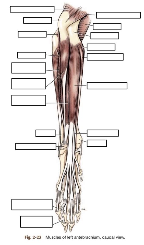 Muscles Of Antebrachium Caudal Diagram Quizlet