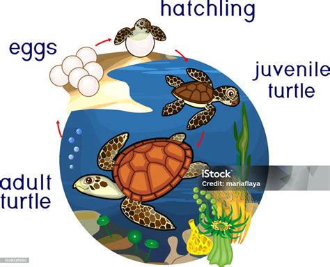 Siklus Hidup Kurakura Laut Urutan Tahap Perkembangan Kurakura Dari