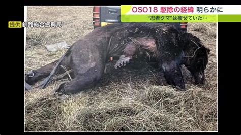 ウシ “66頭” 襲ったヒグマ「oso18」ついに駆除 人から逃げずハンターが出動 体長21m 体重330キロ 北海道ニュースuhb