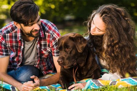 Conoce Que Enfermedades Transmiten Los Perros A Los Humanos