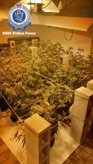 Cannabis Plants And Oil Seized Man Charged Tweed Heads The Echo