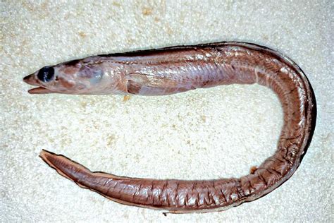 New Eel Species Discovered - RobinAge