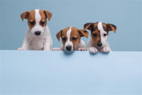 Cachorros De Jack Russell Terrier Sobre Un Fondo Azul Foto Premium