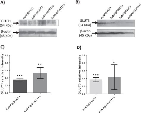 A Western Blot Analysis Of Glut1 And β Actin Proteins B Western