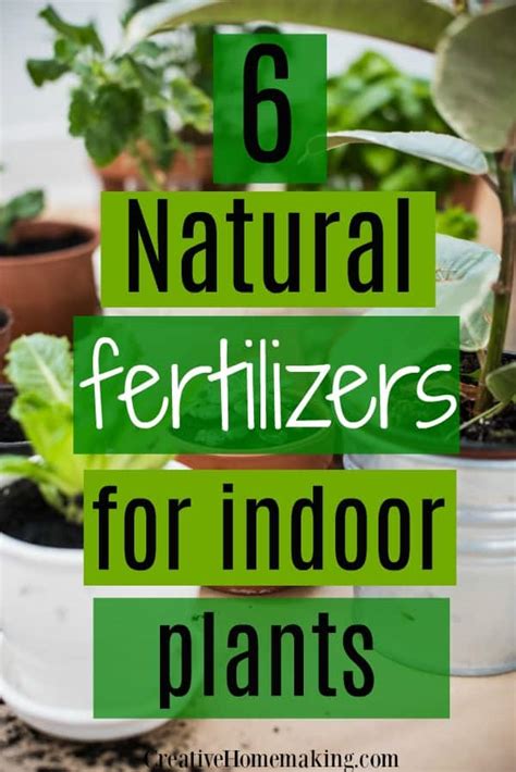 6 Natural Fertilizers for Indoor Plants - Creative Homemaking