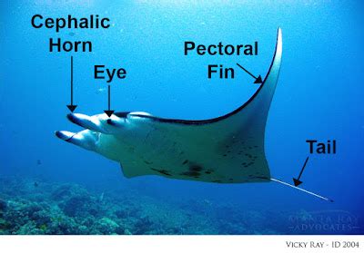 Ikan Pari Manta; Klasifikasi, Morfologi, Habitat Dll - Melek Perikanan