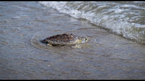 Releasing Sea Turtles Youtube