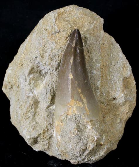 Large 2 8 Mosasaur Prognathodon Tooth In Matrix 24350 For Sale