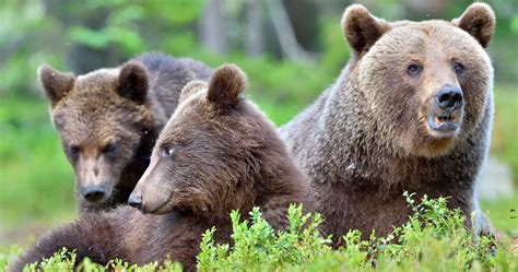 Doi Faces Lawsuit For Dropping Northern Cascades Ecosystem Grizzly