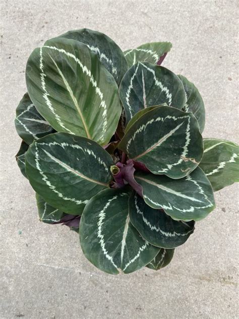 6 Calathea Roseo Picta Cal Greenhouses