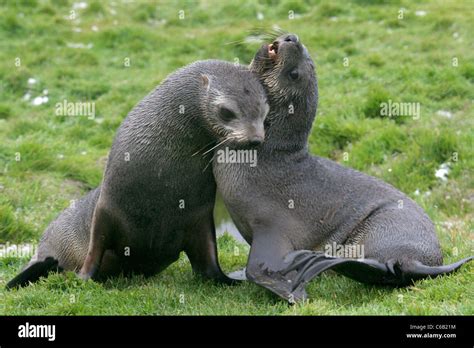 Angry Seals Hi Res Stock Photography And Images Alamy