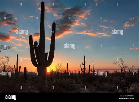 Saguaro Cactus Near Phoenix Hi Res Stock Photography And Images Alamy