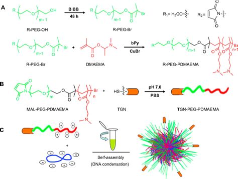 Figure 4 From Pegylated Poly 2 Dimethylamino Ethyl Methacrylate Dna Polyplex Micelles