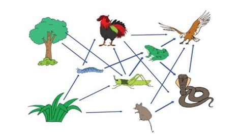 Apa Perbedaan Antara Rantai Makanan Dan Jaring Jaring Makanan Homecare24