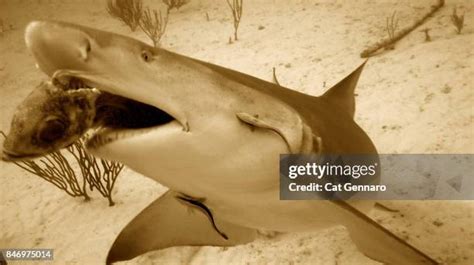 51 Lemon Shark Teeth Stock Photos, High-Res Pictures, and Images - Getty Images