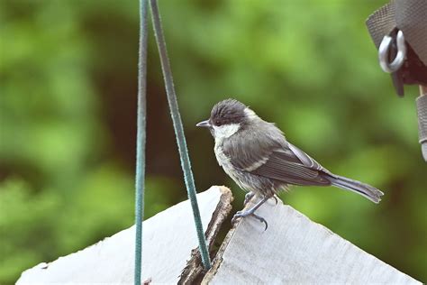 Junge Kohlmeise Am Futterhaus Kohlmeise Parus Major C Flickr