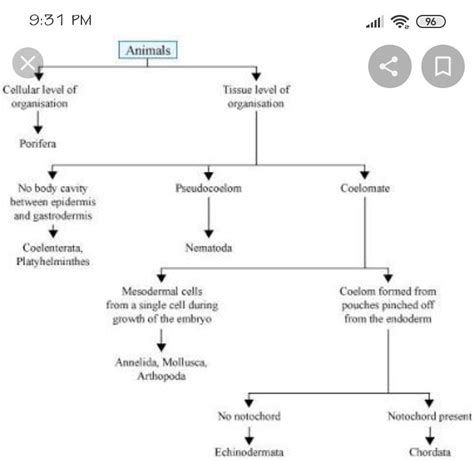 Top 181 + Animal kingdom phylum chart - Inoticia.net