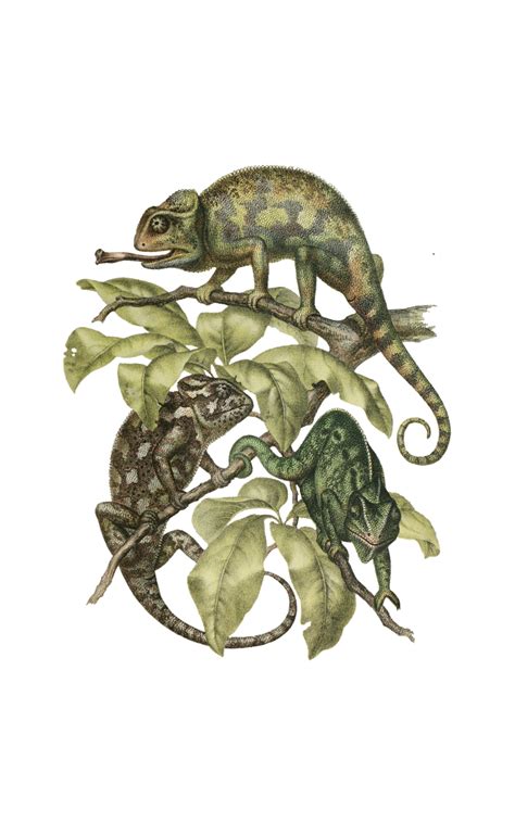 Vintage Clipart Chameleon Reptile Free Stock Photo Public Domain Pictures