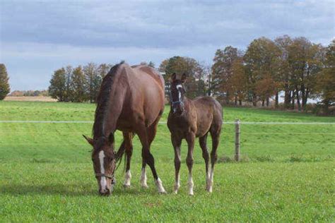 Breeding Gallery