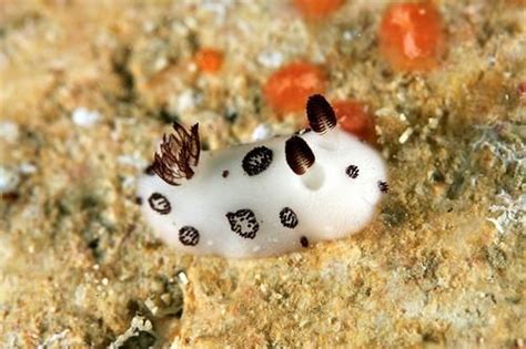 Sea Bunnies Are A Type Of Nudibranch An Ocean Slug What Looks Like