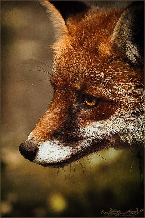 Fox Eye By Whitespiritwolf On Deviantart