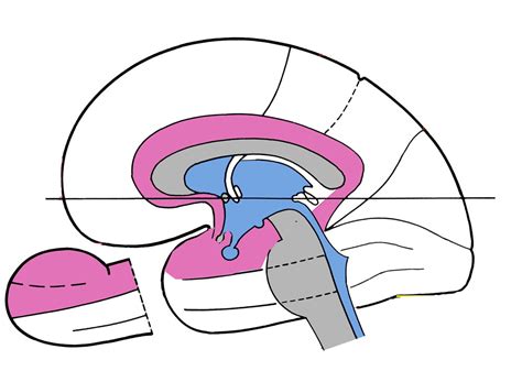 14 Limbisches System