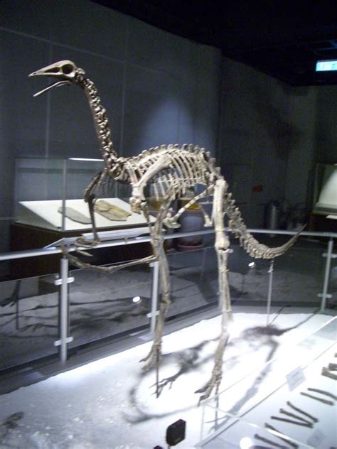 Archaeornithomimus Pictures & Facts - The Dinosaur Database