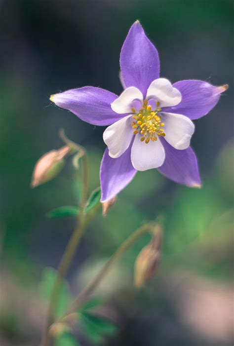 Rocky Mountain Columbine Photograph by Kari Andresen