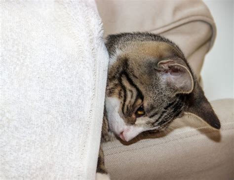 Anzeichen F R Altersschw Che Bei Deiner Katze Katzen Net