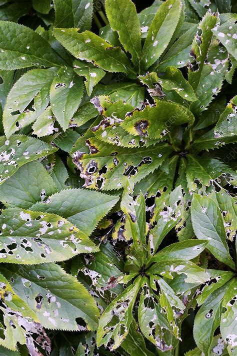 Damaged Hellebore Leaves Stock Image C004 1201 Science Photo Library