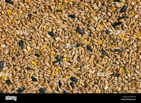 Close Up Of Assorted Types Of Bird Seed Stock Photo Alamy