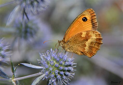 Fondos de pantalla jardín naturaleza fotografía insecto fauna