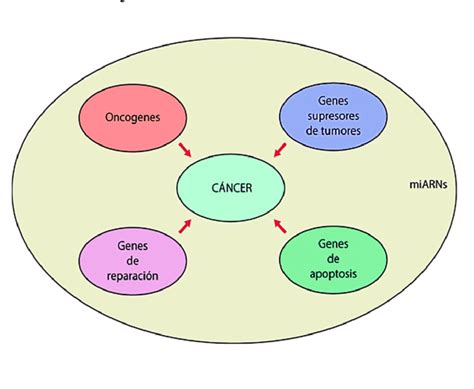 Genes involucrados en el desarrollo del cáncer El ambiente que lo