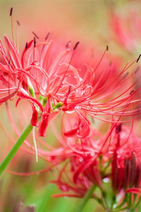 彼岸花を育ててみよう 球根の植え方から日々のお手入れまで これ大事な話ですよ