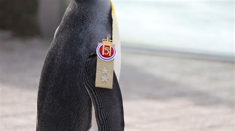 Meilenstein F R Ihn Pinguin In Schottland Zum Generalmajor