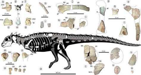 Scoperta Nuova Specie Di Dinosauro Sembra Un Carro Armato Su Due Zampe