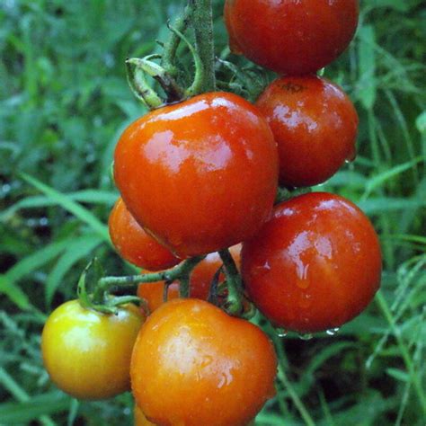 Tomate Cerise Miel Du Mexique Le Jardin Du Prahor