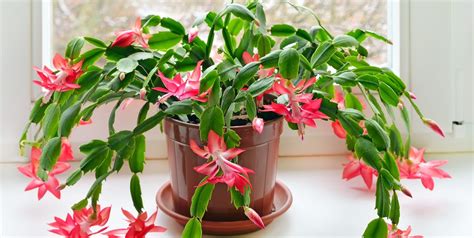 How To Care For Christmas Cactus Indoors Christmas Cactus Plant Care Tips