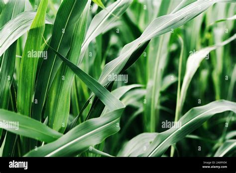 Sorghum × Drummondii Or Sudan Grass Plantation Cultivated Crop Field