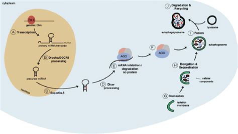 Schematics Of The MiRNA Biogenesis Pathway And Of Macroautophagy A A