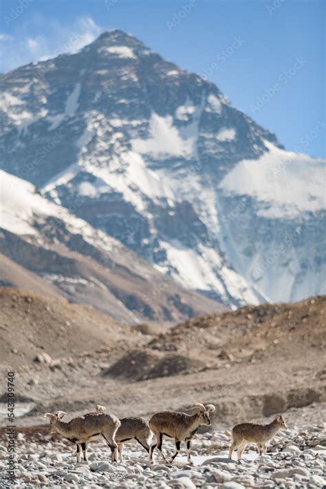 Wild Goats Called Bharal Blue Sheep Or Yanyang Pseudois Nayaur And