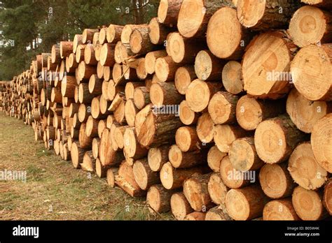 Cut Red Pine Tree Trunk Timber Lumber Logs Stacked In Forest Clearing