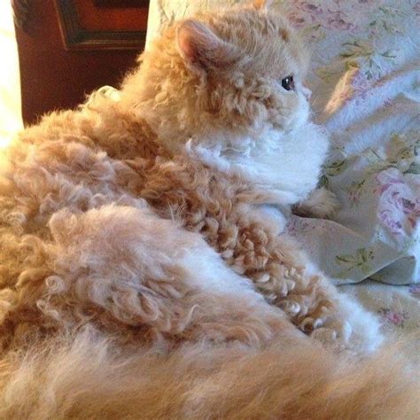 A Very Curly Cat R Aww